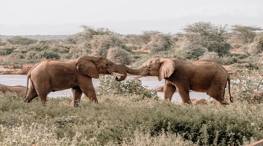 how do i book a safari